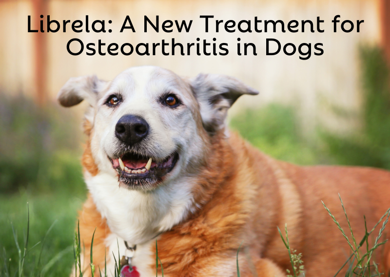 Carousel Slide 4: Cllck Here to Learn More About Librela: A Revolutionary Treatment for OA in Dogs