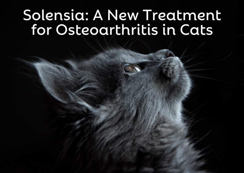 Carousel Slide 5: Click Here to Learn More About Solensia: A New Treatment for Osteoarthritis in Cats