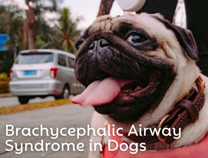 Brachycephalic Airway Syndrome in Dogs